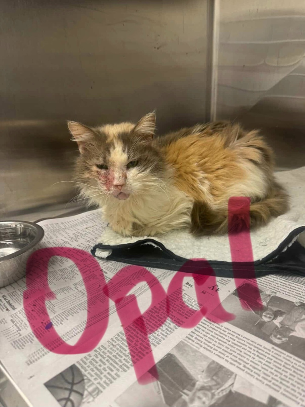 Donations for care, recovery and adoption